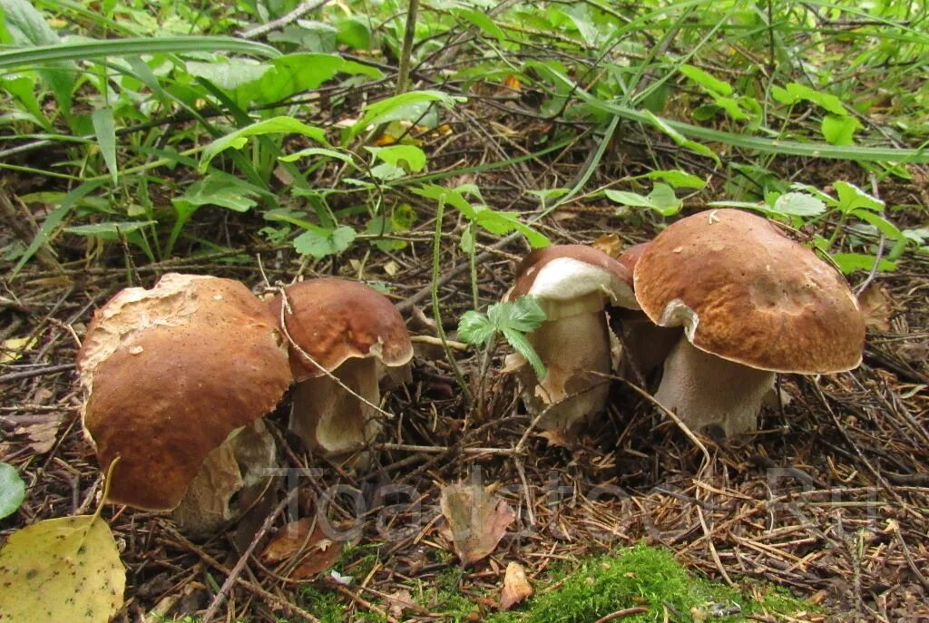 Грибы лиственного леса. Подберёзовик обыкновенный. Грибы в лесу. Съедобный гриб в лиственных лесах. Съедобные грибы лиственного леса.