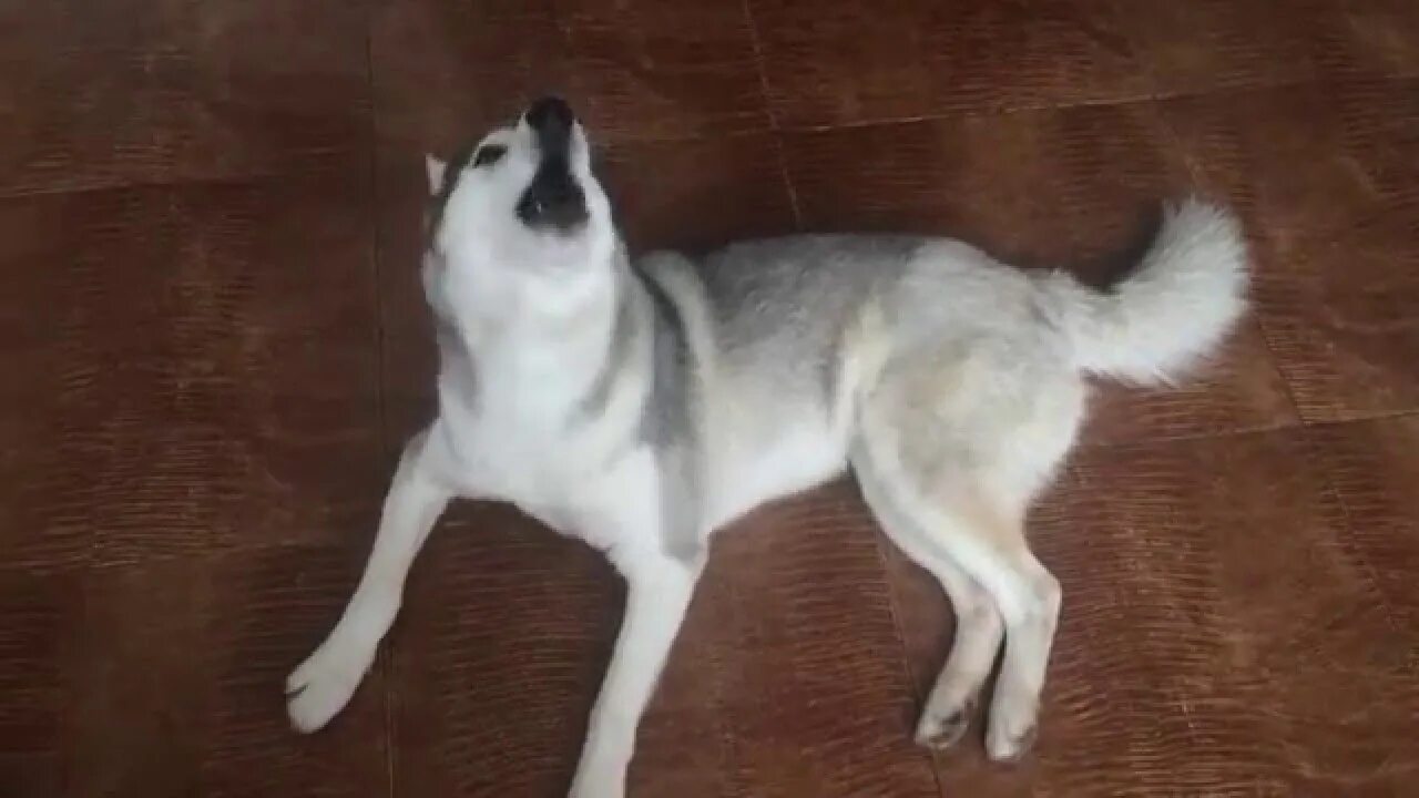 Звуки воя собак слушать. Гавканье собаки звук. Звуки воя собак слушать. Хаски воет. Вой хаски.