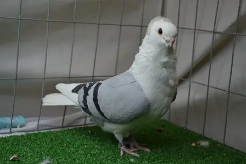Китайская чайка голубь