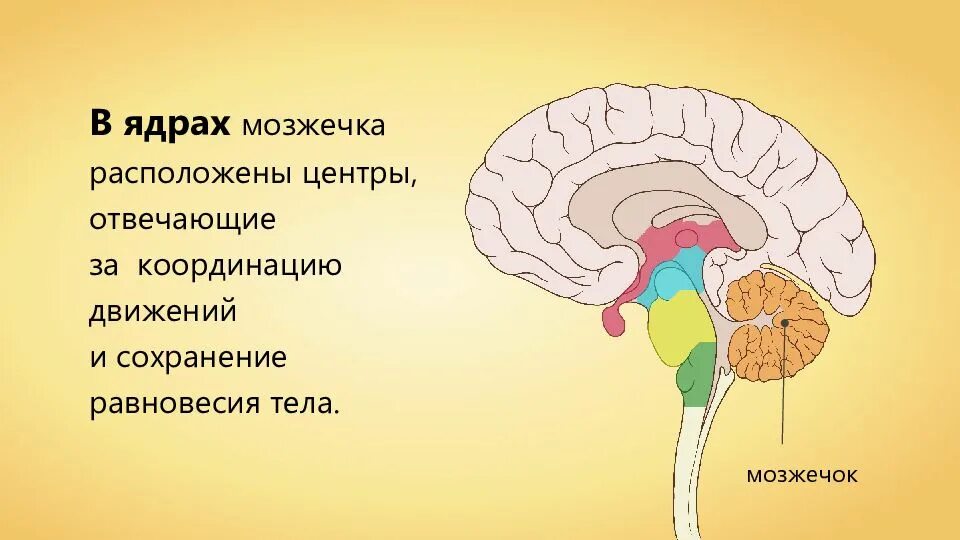 Какой отдел головного мозга обеспечивает координацию движения. Ствол головного мозга и мозжечок. строение мозжечка мозга человека. отдел головного мозга строение мозжечка. мозжечок в стволу головного мозга функция.