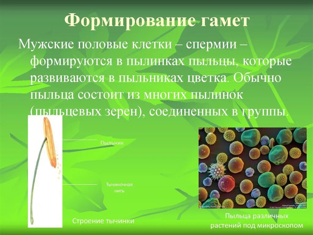 Мужские половые клетки образуют. Половые клетки растений. Мужские половые клетки растений. Мужские гаметы у растений. Формирование пыльцы.