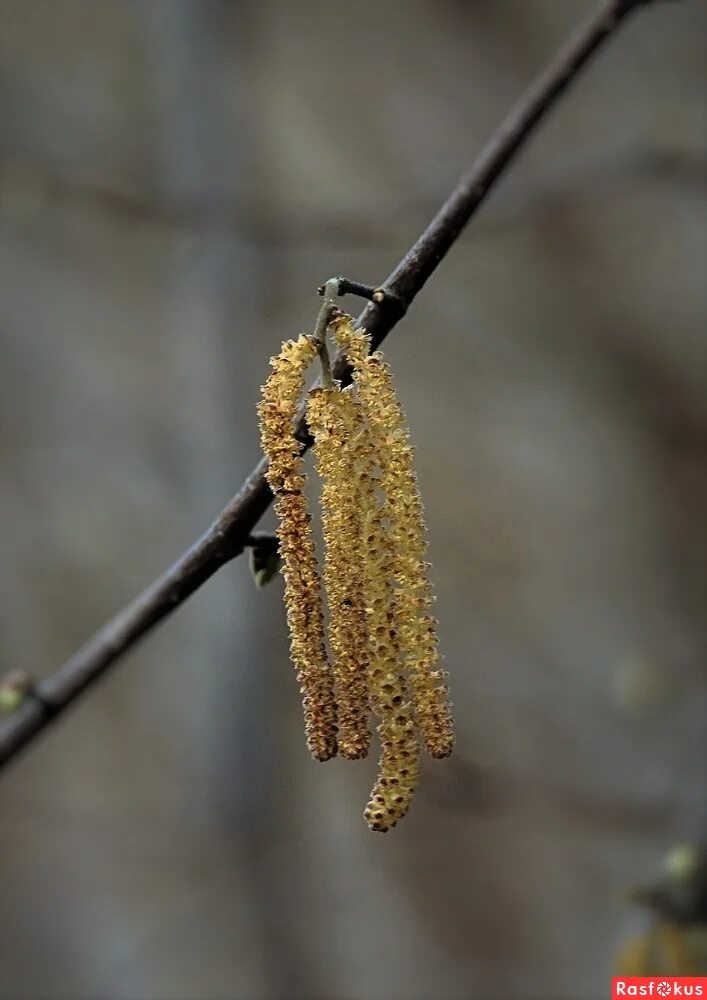 сережки березы. береза с сережками. на березах появились золотые сережки. береза повислая "голден триумф". иосиф песнопевец, ольховые смотрины.