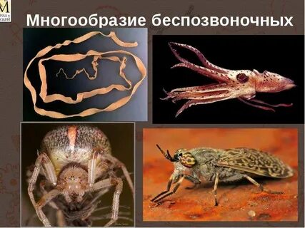 Беспозвоночные 2 2