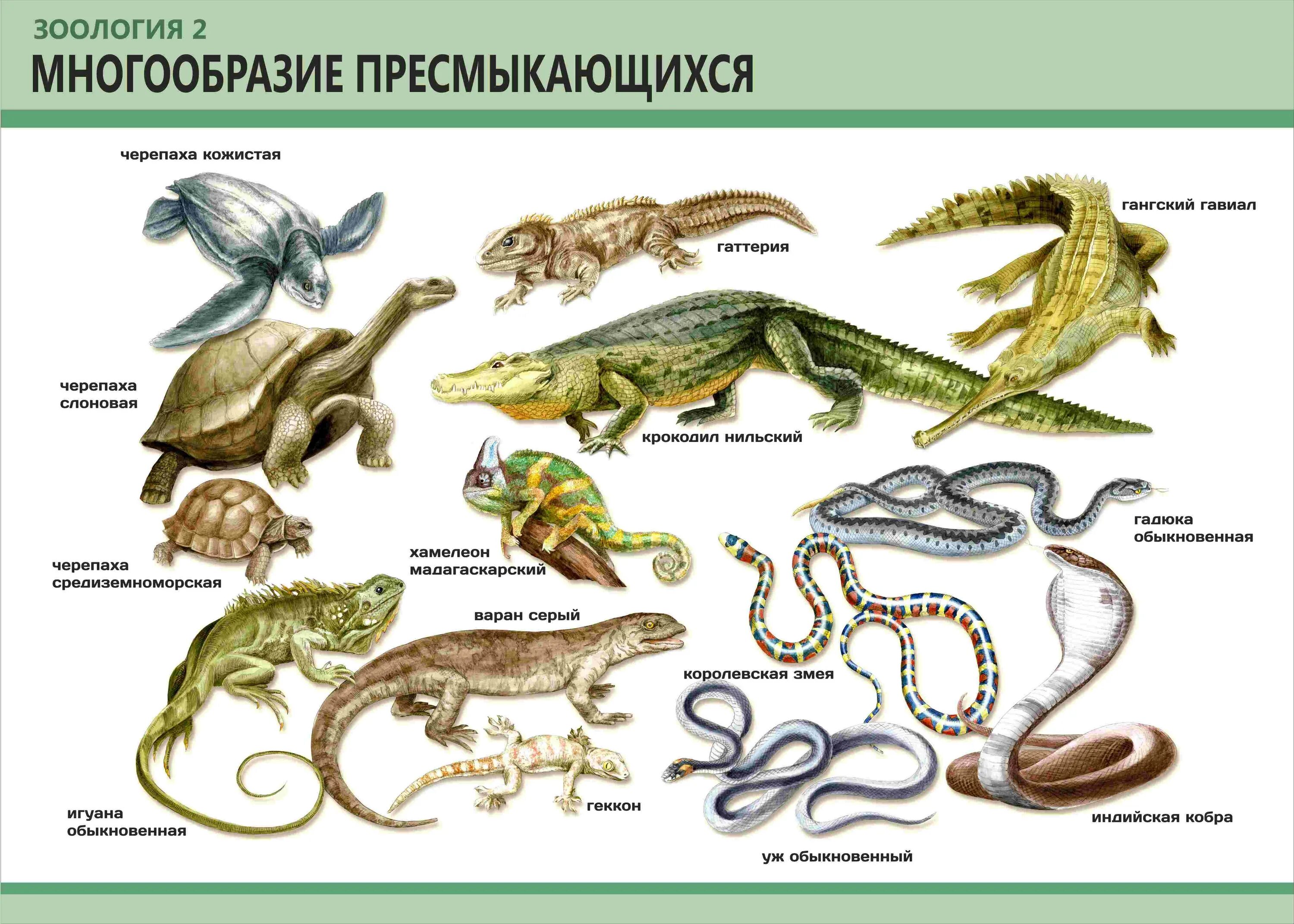 Змеи ящерицы класс. Представители пресмыкающихся. Класс пресмыкающиеся представители. Представители пресиыкающие. Класс рептилии представители.