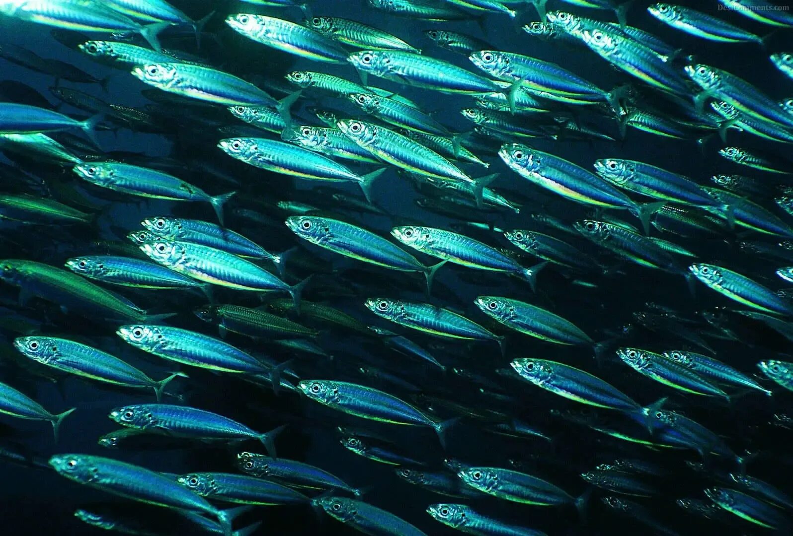 Кормовые рыбки индийского океана. Ленский осетр. Атлантическая сельдь нерест. Существует несколько десятков рыб. Ихтиология это наука о.