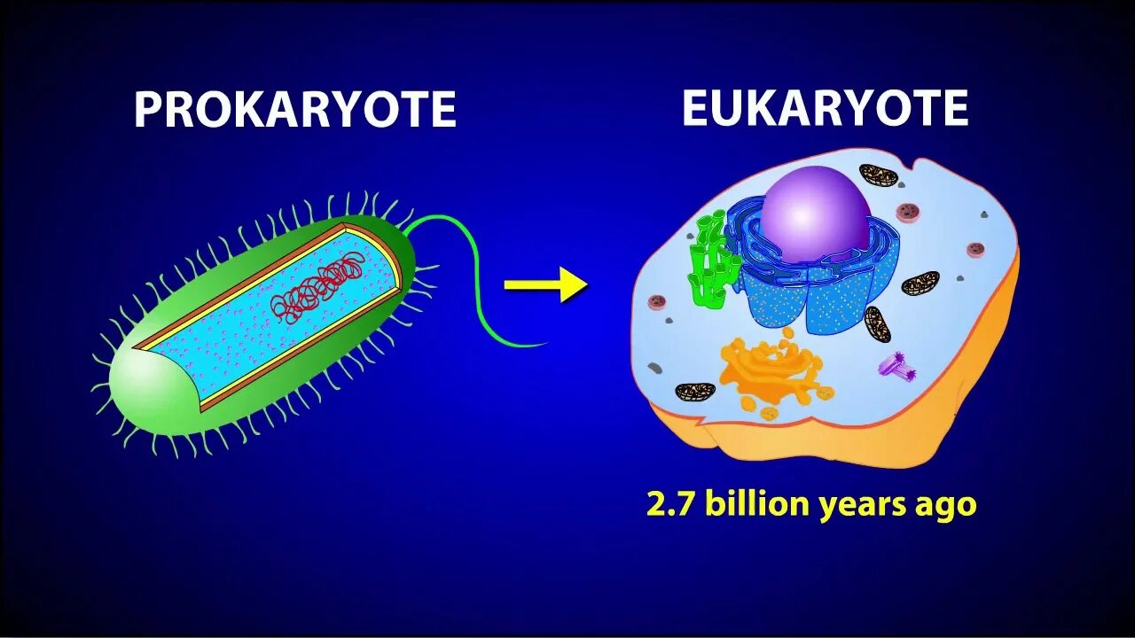 Дыхание прокариот. Одноклеточные организмы прокариоты и эукариоты. Прокариоттар. Мультипликационная клетка. Eukaryotic Cells vs prokaryotic Cells.