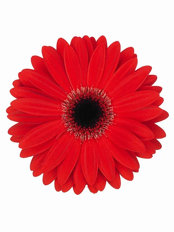 Розы штучно. Цветы поштучно. Гермини цветок. Красная гербера на белом фоне. Голландские розы.