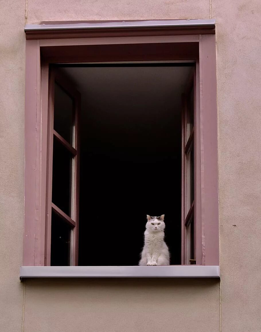 Кошки в окне купить в москве. Котик у окна. Кот на окне. Кошки на окошке. Коты в окне.