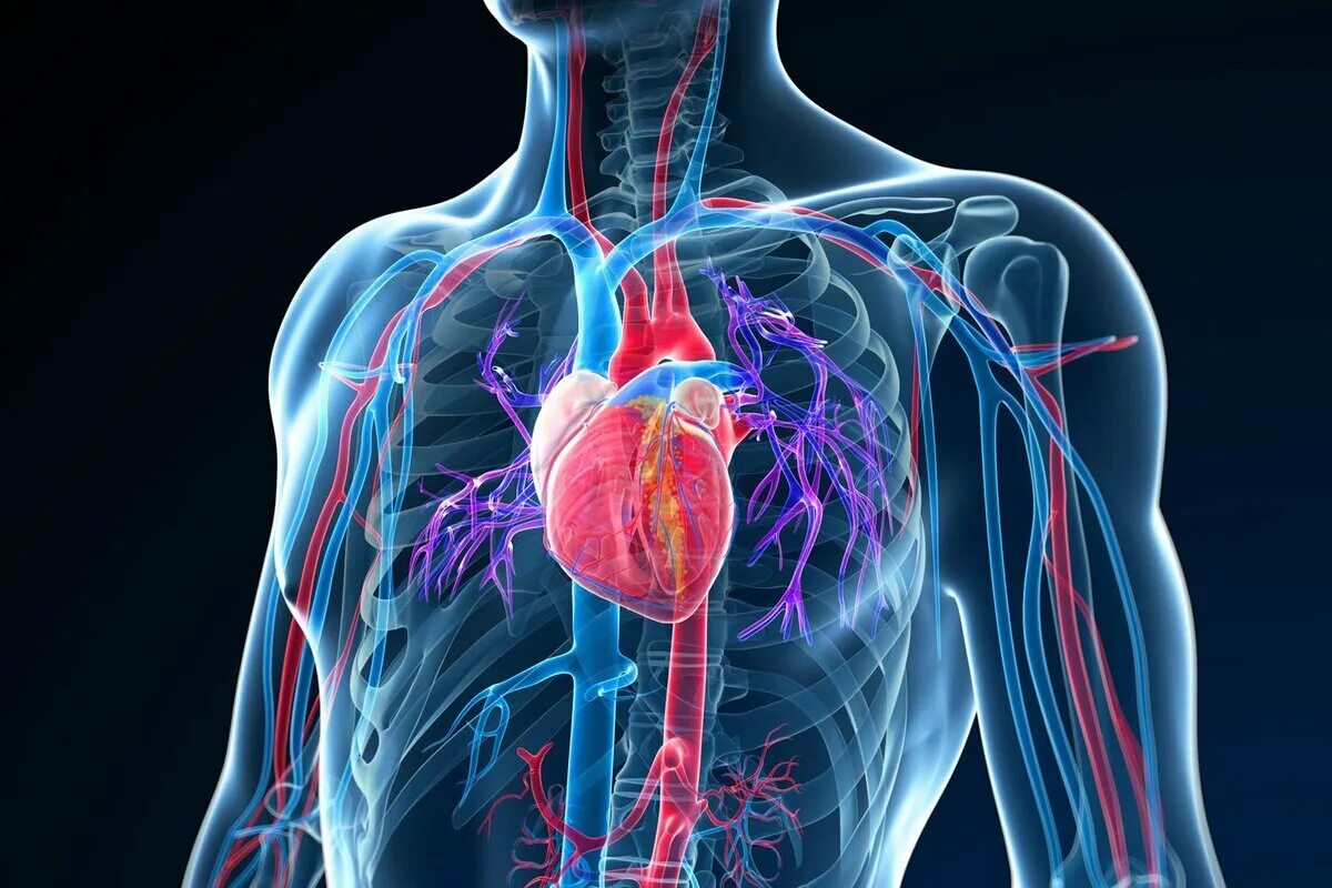 Сосудистая система. Сердечно-сосудистая система человека. Сердечно сосудистая и дыхательная система. Заболевания органов кровообращения.