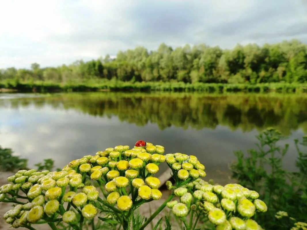 Природа Татарстана. Красота природы Татарстана. Лето в Татарстане. Красивые растения Татарстана. Каким будет лето татарстане