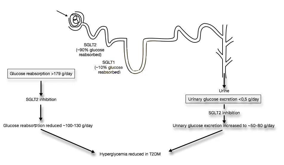Ингибиторы sglt2 механизм действия. Основной механизм действия ингибиторов sglt2 рецепторов:. Ингибитор натрий глюкозного котранспортера 2 препараты. Натрий глюкозный котранспортер 1 типа. Ингибиторы глюкозного котранспортера