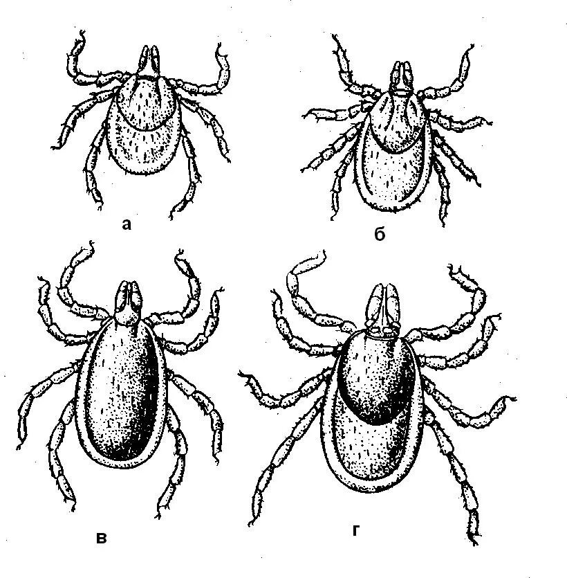 Иксодовые клещи заболевание. Имаго иксодового клеща строение. Личинка иксодового клеща строение. Нимфа иксодового клеща строение. Имаго нимфа личинка иксодового клеща.