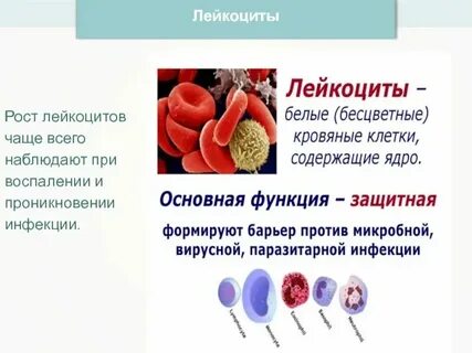 Лейкоциты сплошь что это