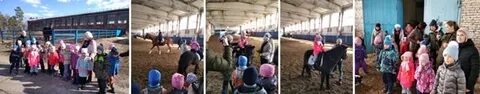 Конный спорт институт