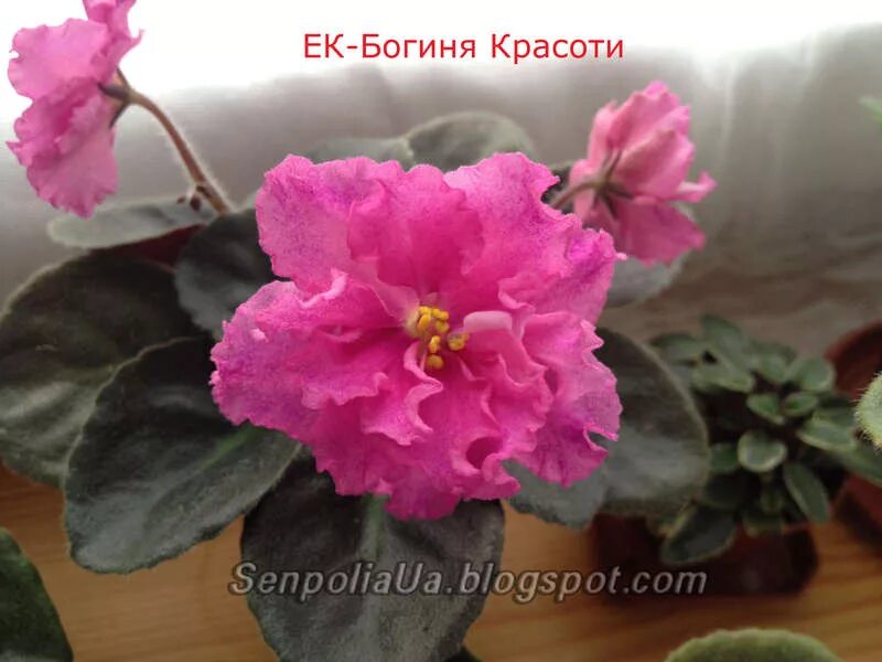 сенполия ек богиня красоты. фиалка ек богиня красоты. фиалка ек богиня венера. фиалка богиня. ек-богиня красоты (коршунова).