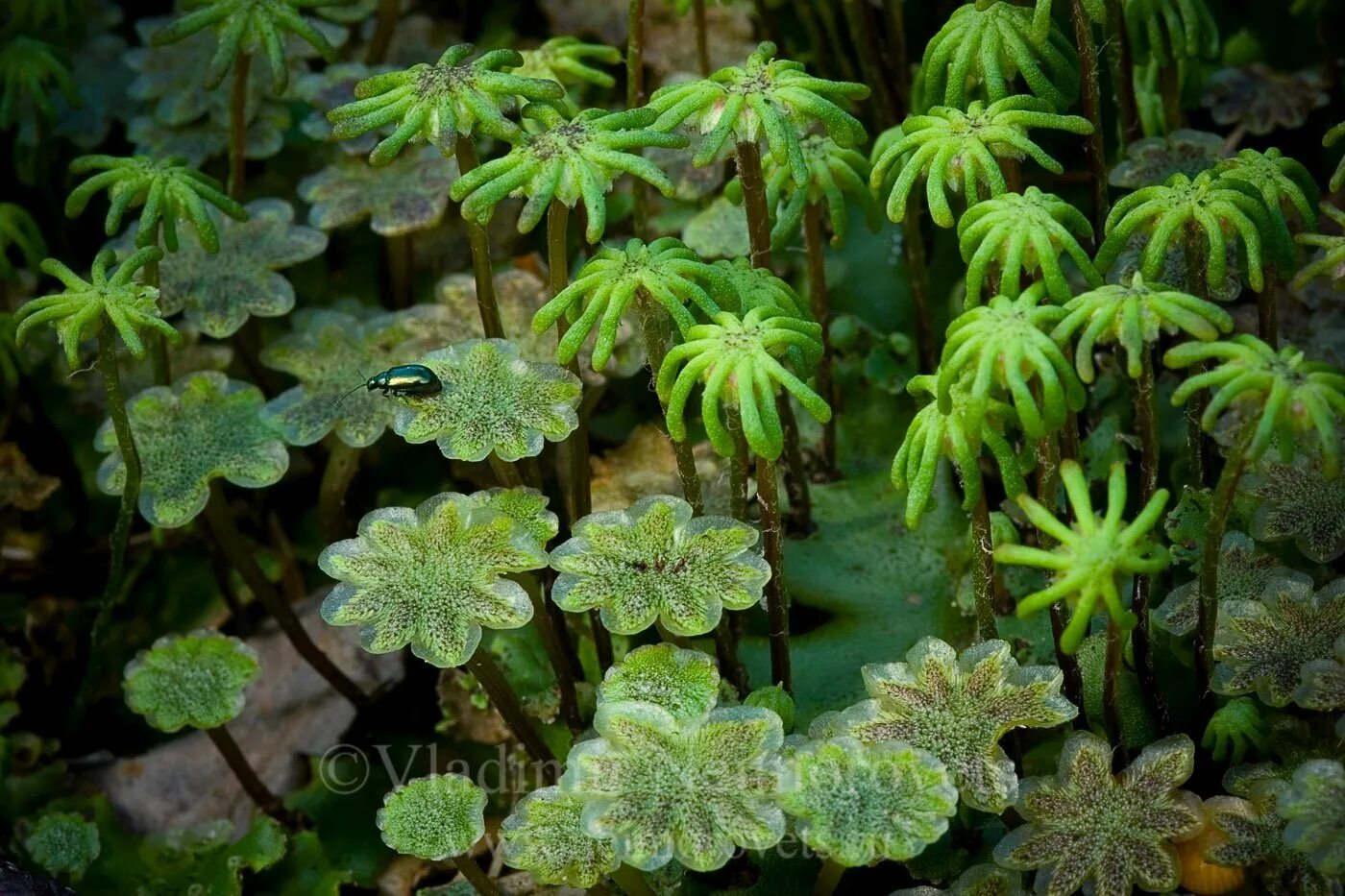 Сфагнум маршанция. Печёночный пхи маршанция. Печёночники мхи маршанция. Сфагнум маршанция. Маршанция изменчивая.