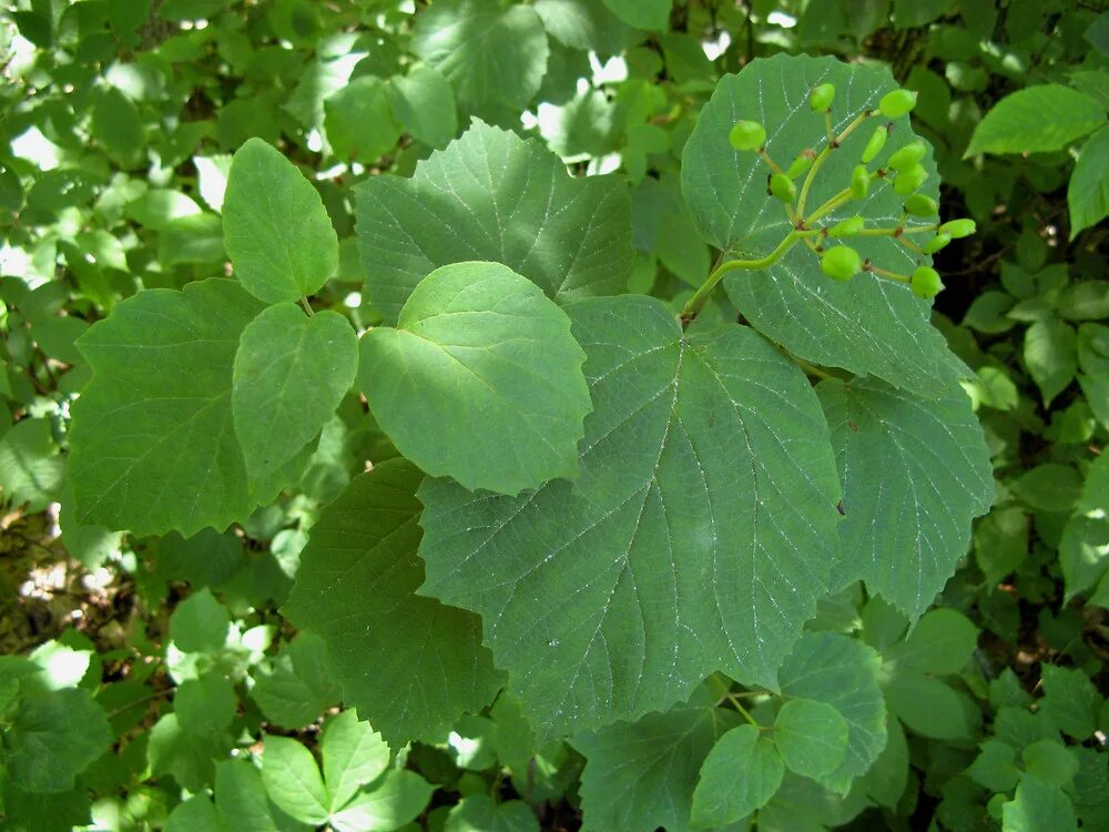 Калина форма листьев. Viburnum Acerifolium. Калина обыкновенная листья. Калина листики. Калина листок.