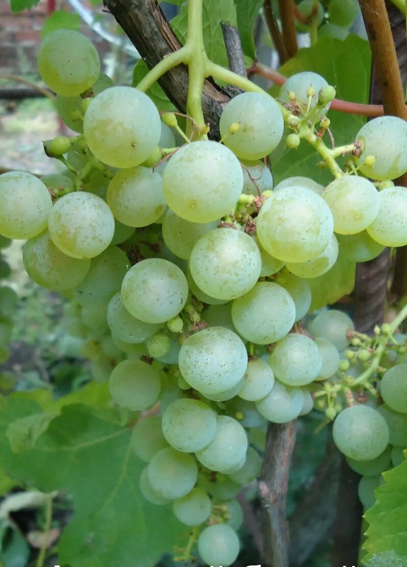 Виноград Амурский 2 (Код: 77414) САЖЕНЦЫ. Плодово-ягодные луковицы, рассада и са
