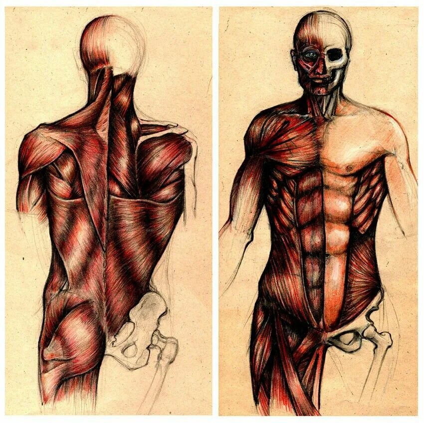 Анатомия картинки. Мышечный скелет. Мышцы тела. Человеческие мышцы. Мышечный каркас человека.