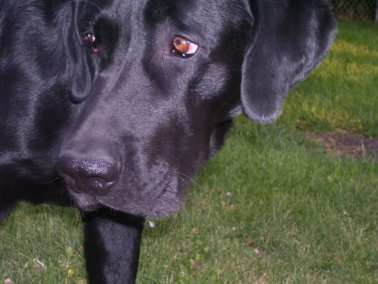Злая собака. Собаки на черном фоне фотосессия. This dog black. Черные собаки. A black dog идиома.