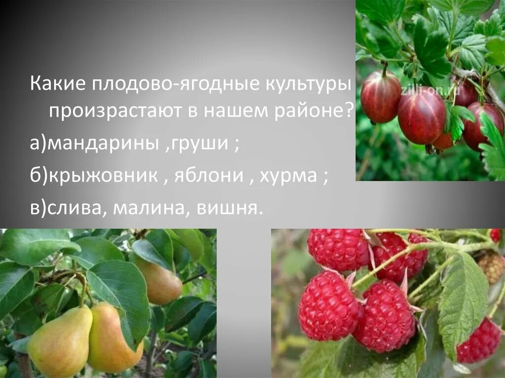 Что относится к плодовым. Плодово-ягодные культуры. Плодовые культурные растения. Плодово ягодные культурные растения. Культурные растения плодовые названия.