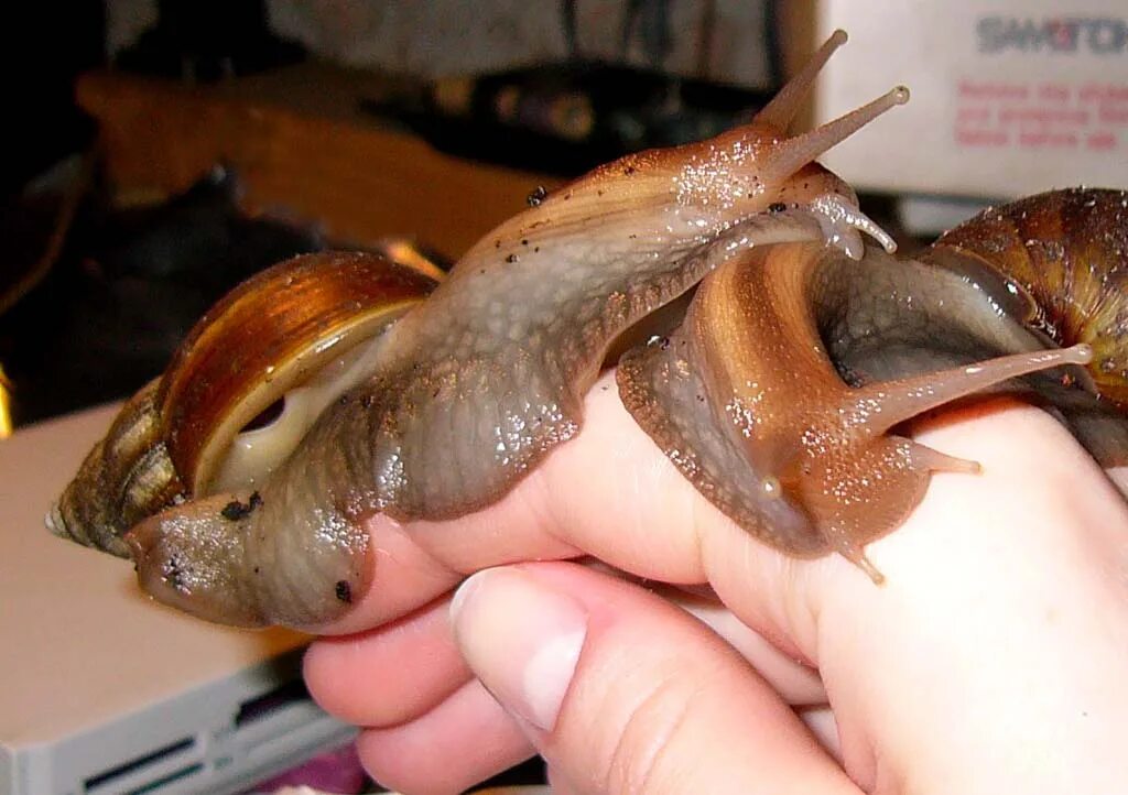 Глазки у улитки. Внешнее строение улитки ахатины. Виноградная улитка глаза. Строение улитки ахатины мозг. Строение улитки ахатины.