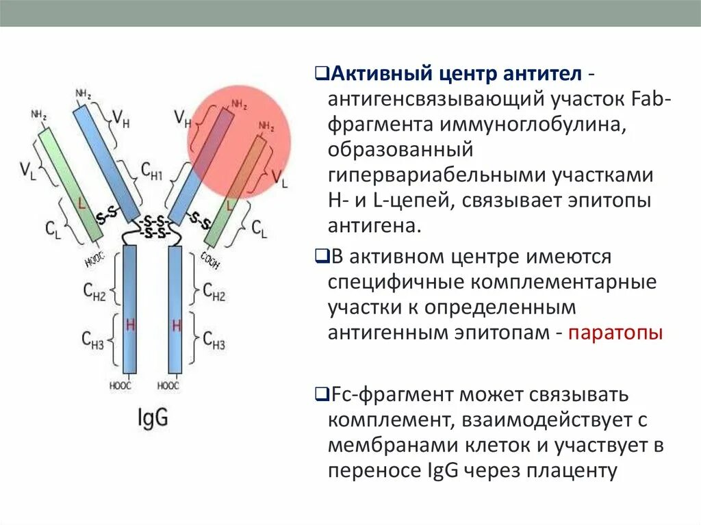 Фрагменты иммуноглобулинов. Структура активного центра иммуноглобулинов. Строение активного центра антитела. Активный центр иммуноглобулина образован. Функции FC фрагмента иммуноглобулина.