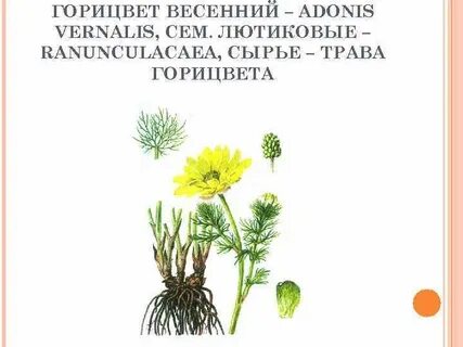 Настоя горицвета весеннего
