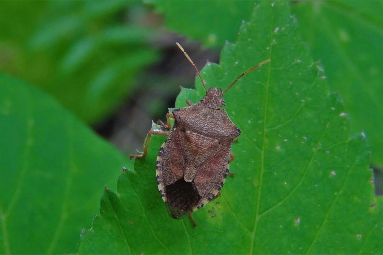 Free Images : nature, flower, photo, green, insect, moth, fauna, invertebrate, c