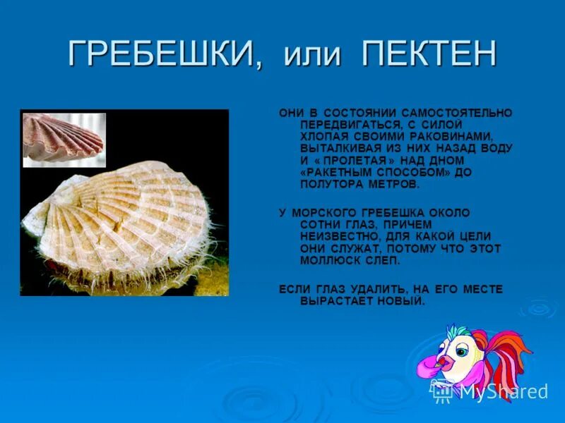 Морской гребешок тип скелета