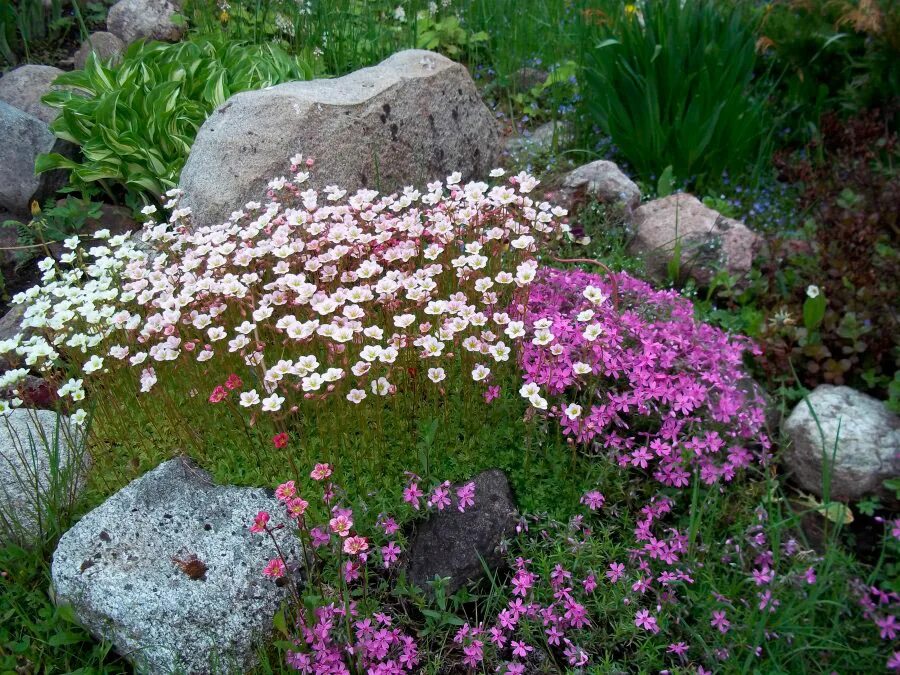 Камнеломка цветок садовый многолетний фото. Камнеломка Арендса. Камнеломка Арендса белая. Камнеломка саксифрага. Камнеломка Арендса пурпурный.
