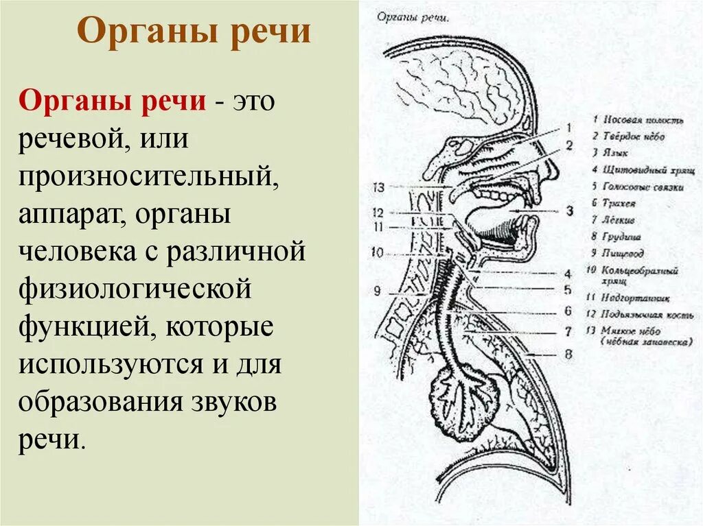 Перечислите органы речевого аппарата. Неподвижные органы речи. Анатомия строение речевого аппарата. Строение периферического речевого аппарата логопедия. Строение и функционирование речевого аппарата схема.