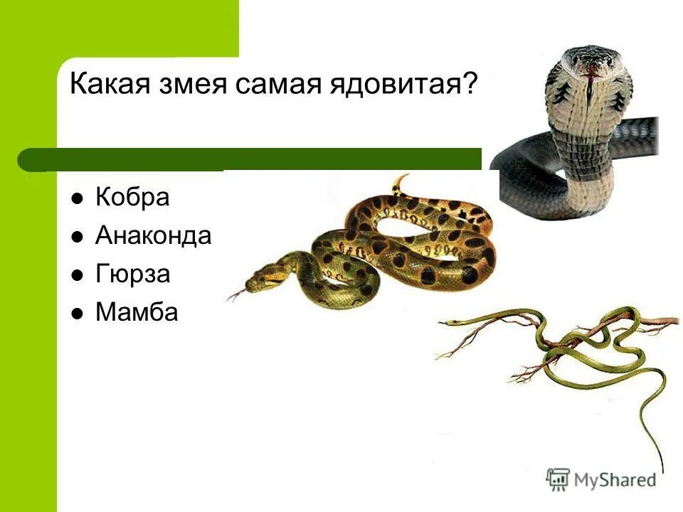 змей по материалу какое прилагательные. слово змея. змеиная какое прилагательное. змеиная какое прилагательное. качественные относительные и притяжательные прилагательные правило.