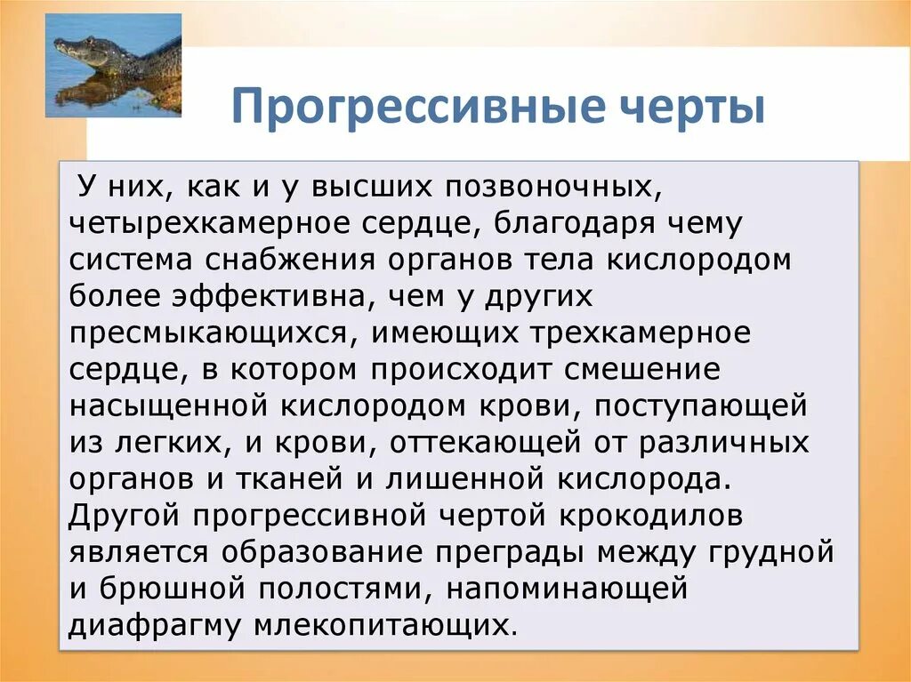 Прогрессивными характеристиками птиц в сравнении с рептилиями