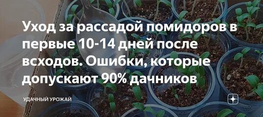 Всходы томатов. Всход рассады помидор. Первые всходы томатов. Рассада помидор 1 неделя.