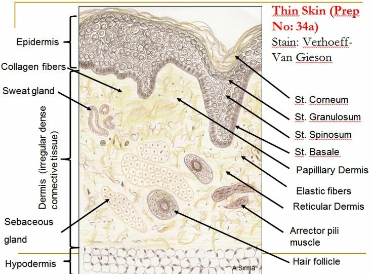 Thin skin. Thick and thin skin под микроскоп. integumentary system skin system histology lecture.