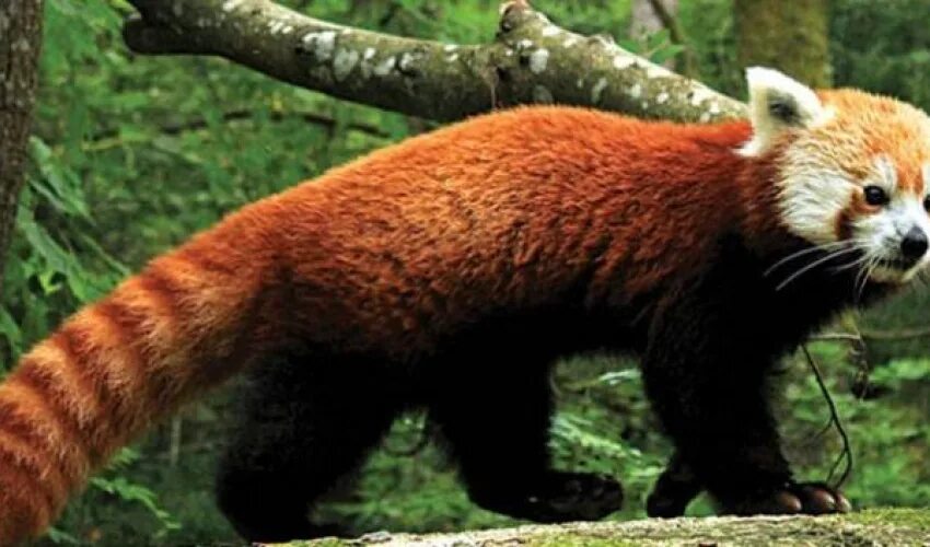 Медведь панда. Азиатские животные. Азиатские животные. Карликовая панда. Малая панда альбинос.