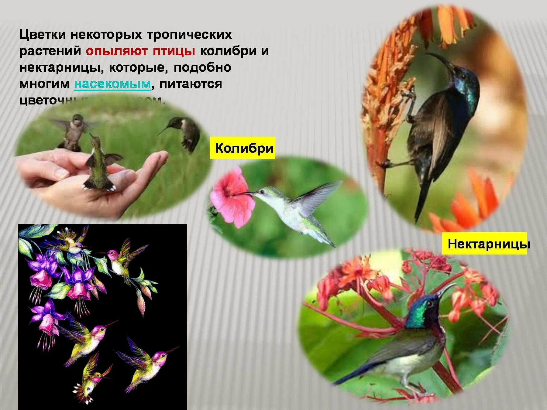 Значение птиц для животных. Птицы в природе и в жизни человека. птицы и растения. птицы опылители растений. значение птиц.
