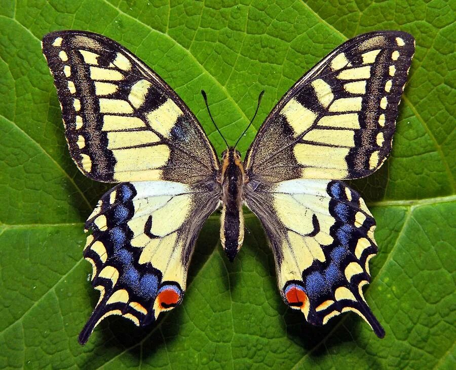 Бабочка Махаон (Papilio Machaon). Бабочка Папилио Махаон. Бабочка парусник Махаон. Хвостоносец Махаон. Видео где бабочка