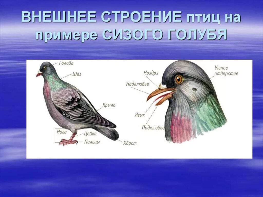 Строение птицы. Внешнее строение сизого голубя. Внутреннее строение сизого голубя. Внешнее строение птиц.