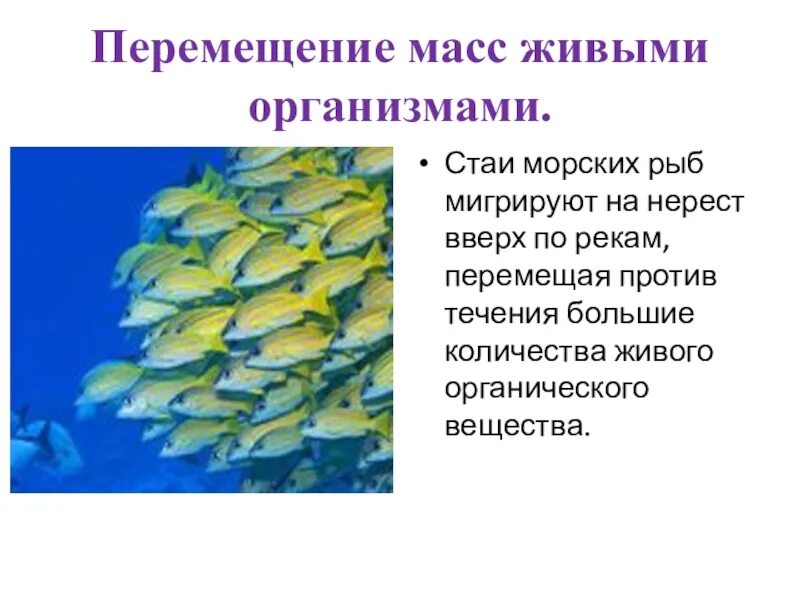 Средообразующая деятельность организмов. Средообразующая роль живых организмов. Биосфера. Среды жизни. Средообразующая деятельность организмов.. Сообщение средообразующая деятельность живых организмов.