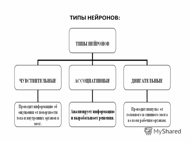 Искусственная нейронная сеть. Модель нейрона в нейронной сети. Схема нейрона нейросети. Что делает нейрон в информатике. Схема искусственного нейрона.
