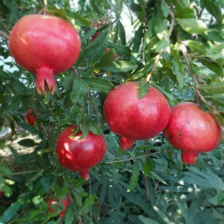 Граната ак дона. Гранат сорт ак дона. гранат гюлоша. гранат никитский ранний. гранат крымский полосатый.
