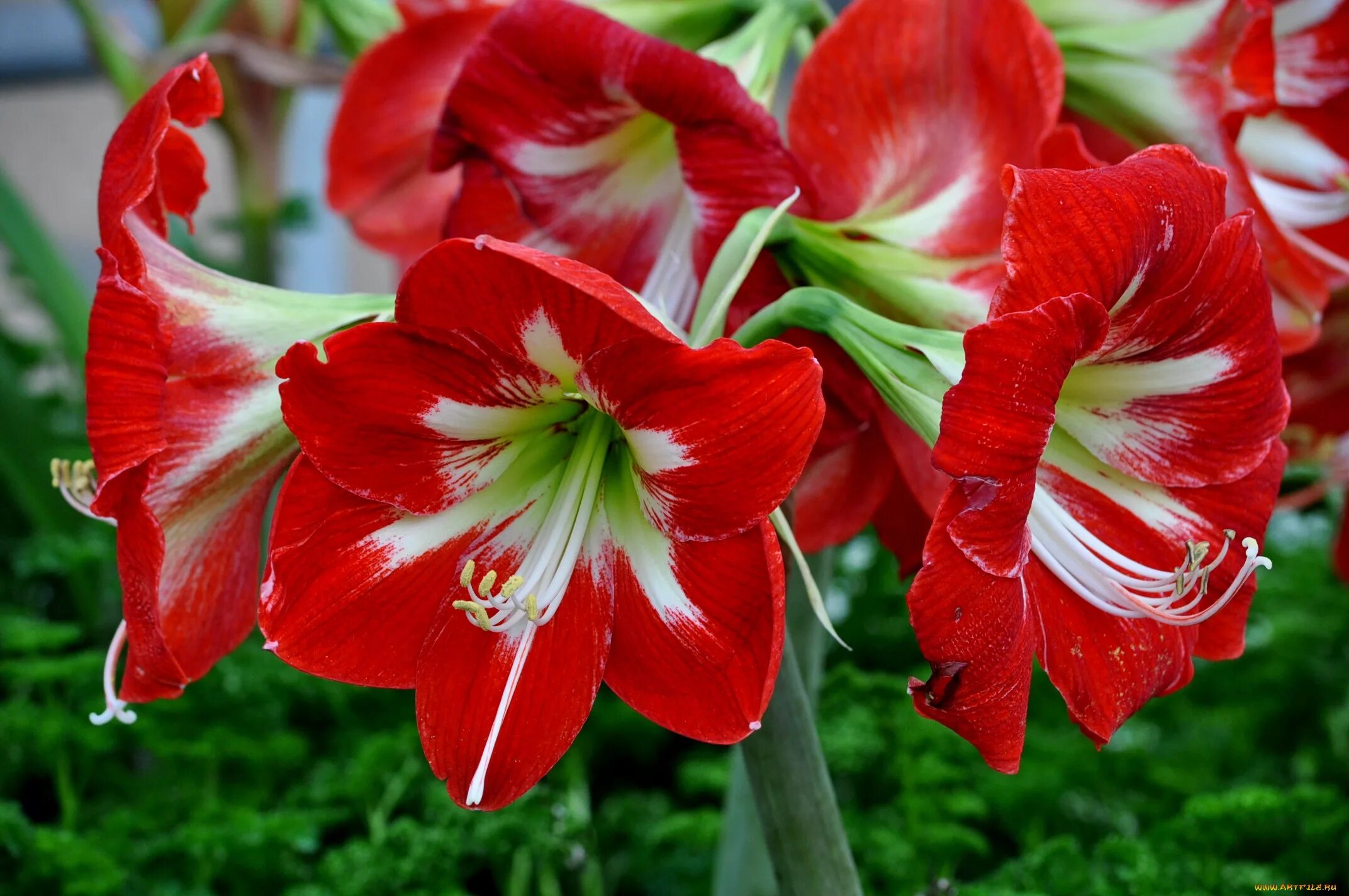 Гиппеаструм амариллис. Hippeastrum цветок. Лилия гиппеаструм. Гиппеаструм амариллис красный. Сколько цветет амариллис