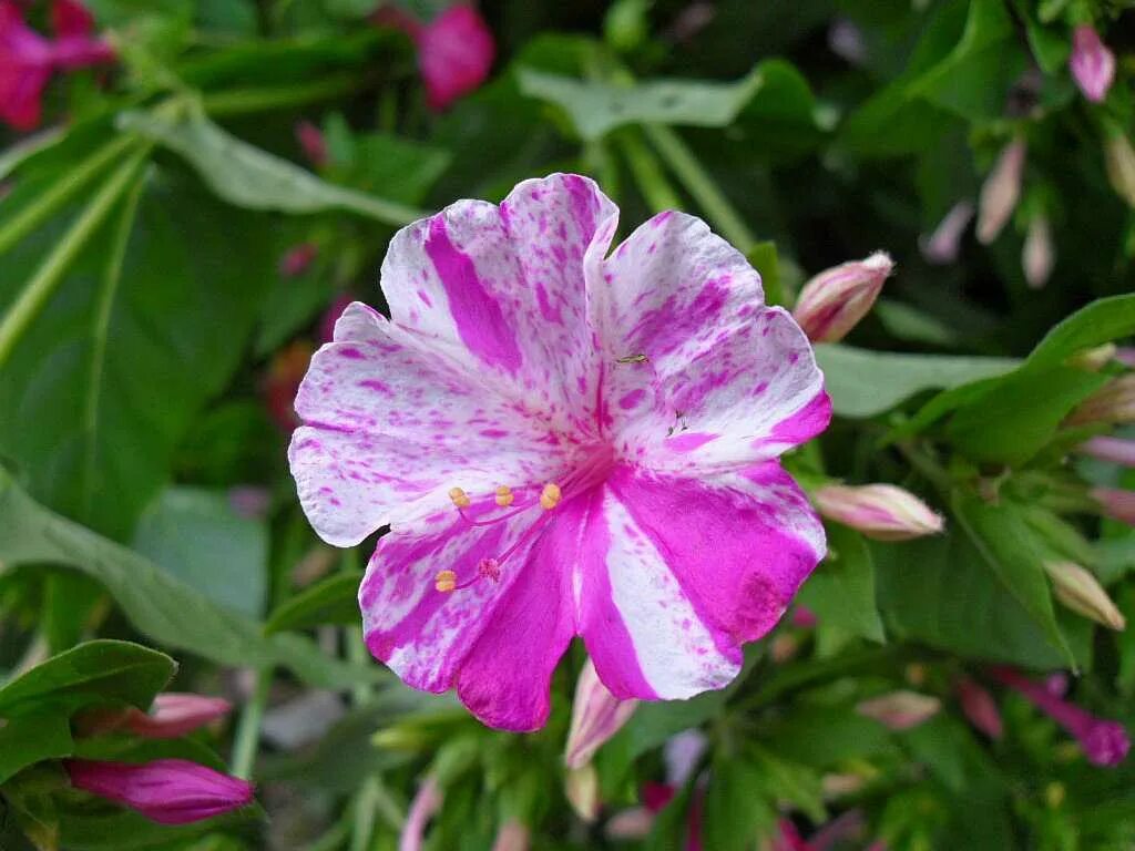 Цветок ночная красавица фото посадка и уход. Цветок ночная красавица мирабилис. Мирабилис ялапа цветок. Мирабилис ялапа ночная красавица.