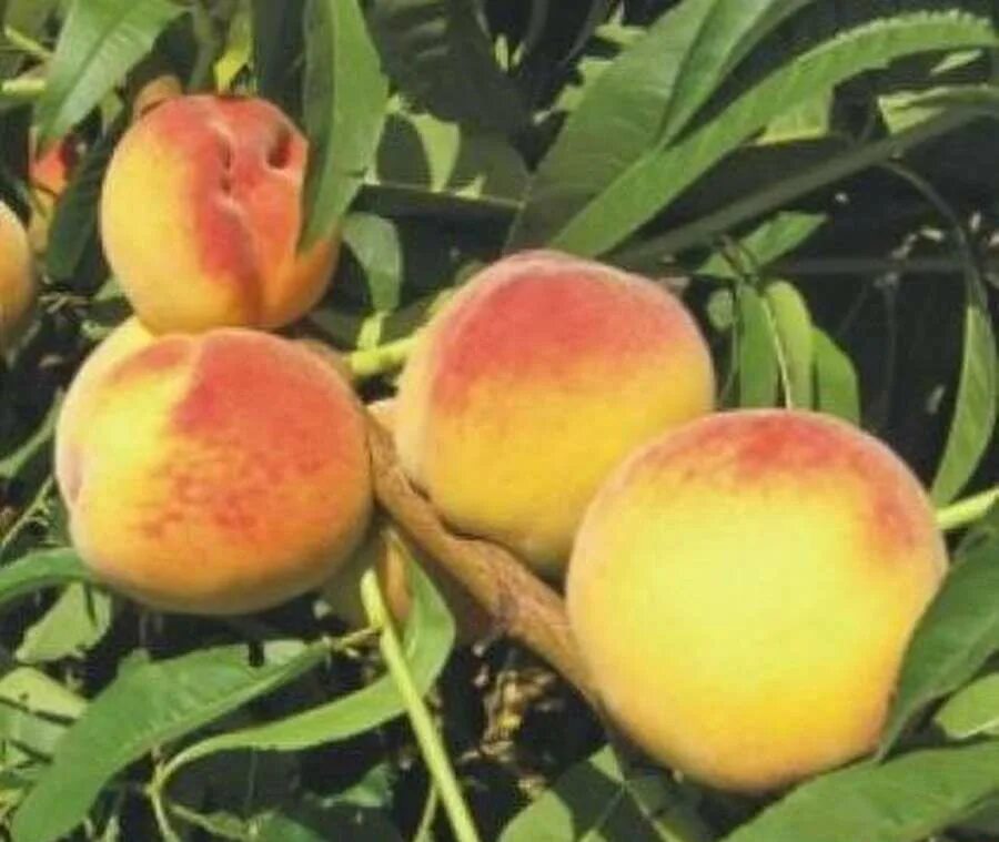 Персики кубани