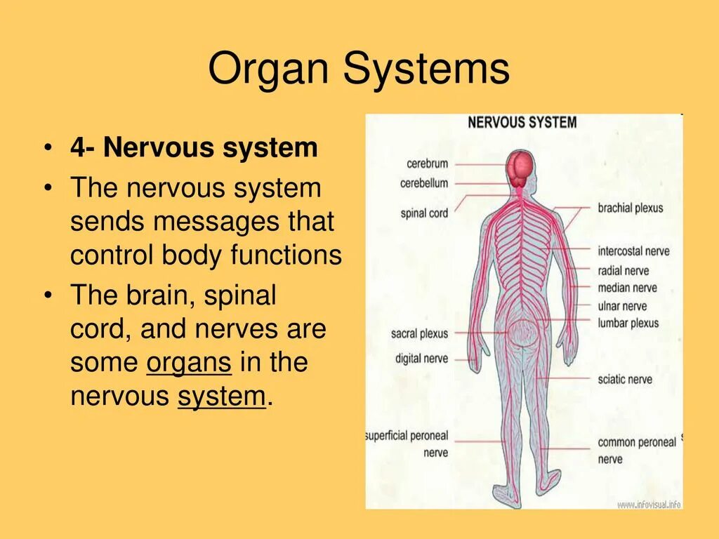 Bodily functions