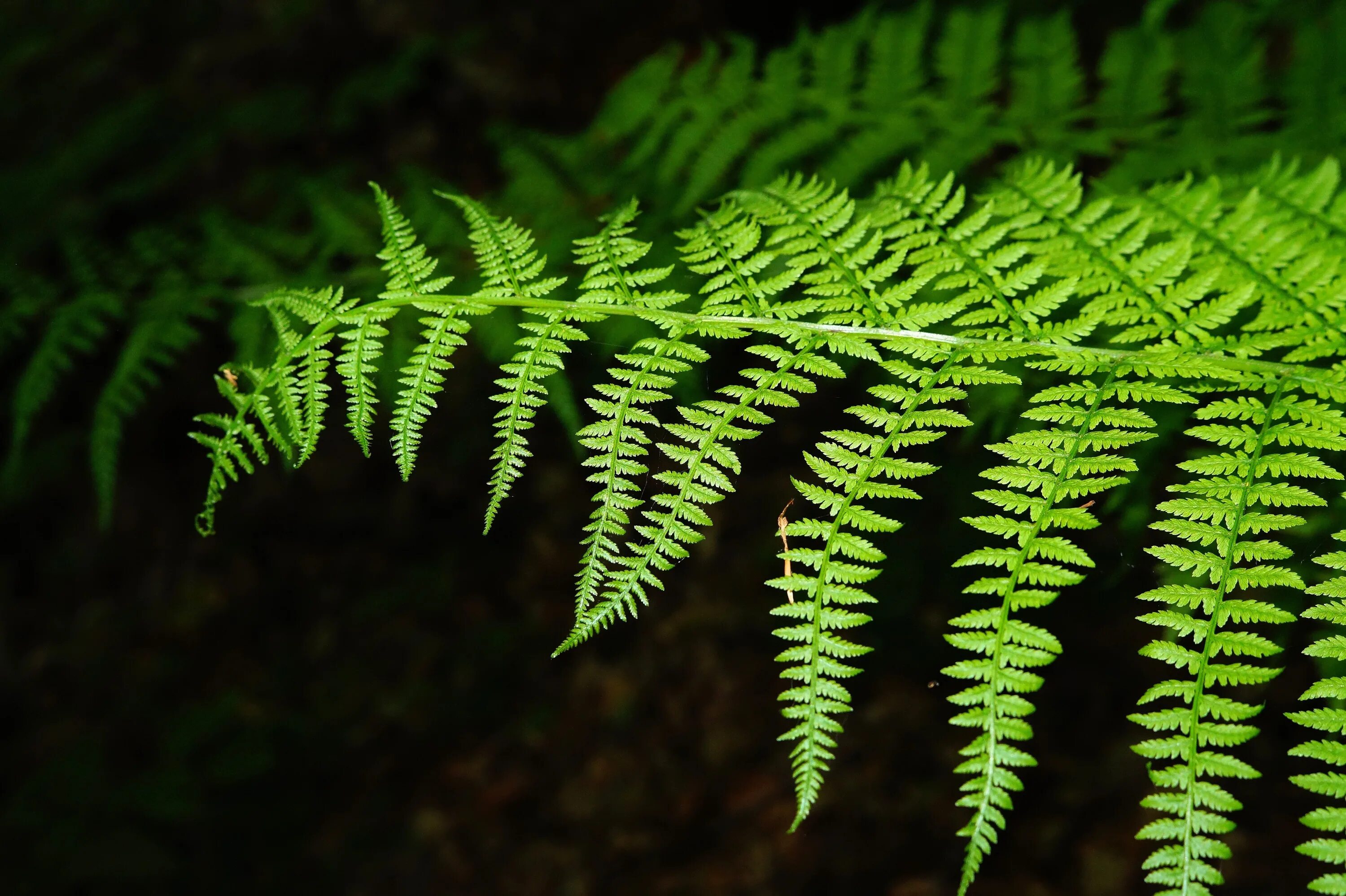 Fern 18. Папоротник Даваллия. Doodia папоротник. Папоротник Паршеман. Папоротник Императорский.