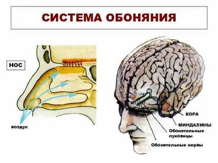 Система обоняния