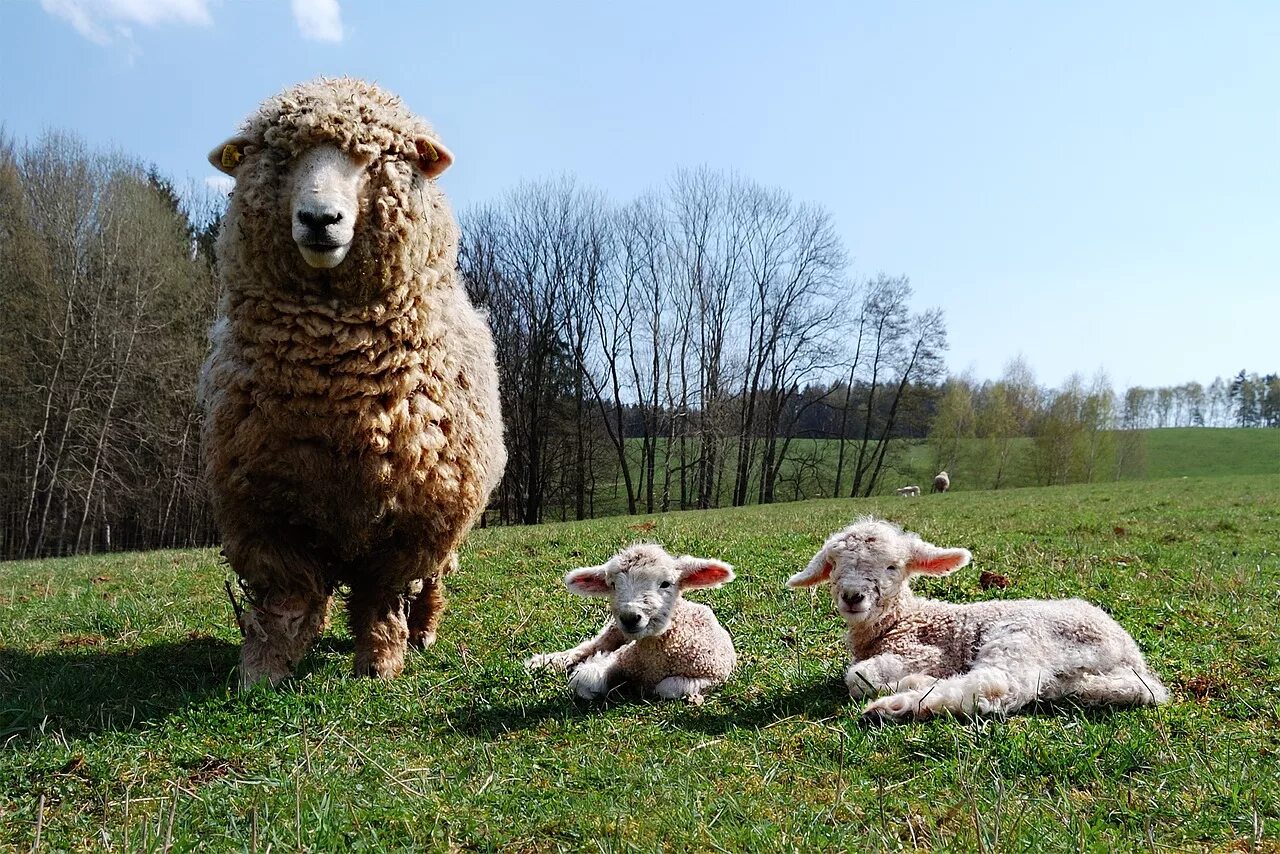 Недельный ягненок. Ягненок. Домашние овцы. Овца с ягненком. Баран домашний.